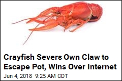 Plucky Crayfish Escapes Pot to Joy of Internet