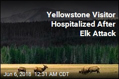 Yellowstone Visitor Hospitalized After Elk Attack