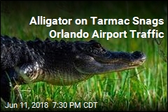Spirit Airlines Flight Delayed by Alligator on Tarmac