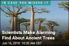 Scientists Discover Big Problem With Ancient Trees