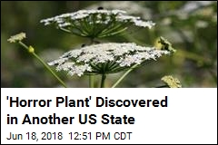 &#39;Horror Plant&#39; Discovered in Another US State