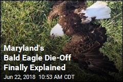 Maryland&#39;s Bald Eagle Die-Off Finally Explained