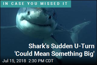 Shark&#39;s Carolina U-Turn Intrigues Scientists