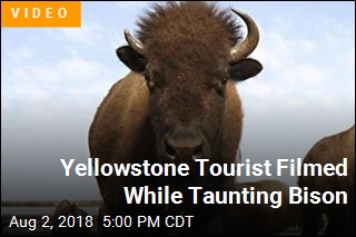 Yellowstone Tourist Nearly Gored While Taunting Bison