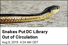 Snakes Put DC Library Out of Circulation