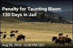 &#39;I&#39;m Sorry to the Buffalo&#39;: Drunken Taunter Sentenced