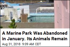 A Marine Park Was Abandoned in January. Its Animals Remain