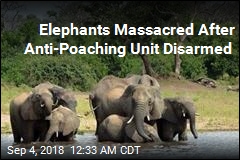 Elephants Massacred After Anti-Poaching Unit Disarmed