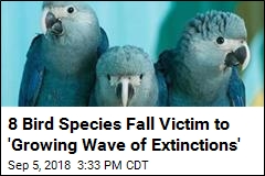 8 Birds Fall Victim to &#39;Growing Wave of Extinctions&#39;