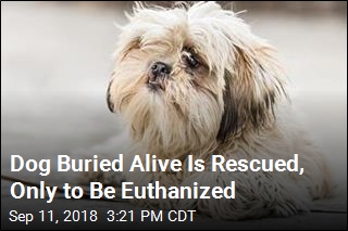 Dog Buried Alive Is Rescued, Only to Be Euthanized