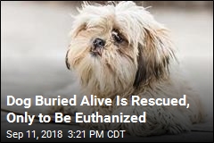Dog Buried Alive Is Rescued, Only to Be Euthanized