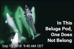 In This Beluga Pod, One Does Not Belong