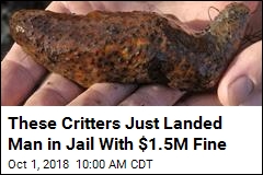 Wash. Jails Man for 2 Years Over Sea Cucumbers