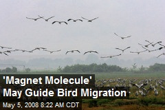 'Magnet Molecule' May Guide Bird Migration