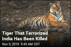 Tiger That Terrorized India Has Been Killed