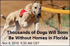 Florida Bans Dog Racing, Fate of Greyhounds Unclear