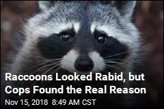 Raccoons Weren&#39;t Rabid, Just Tipsy
