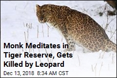 Monk Meditates in Tiger Reserve, Gets Killed by Leopard