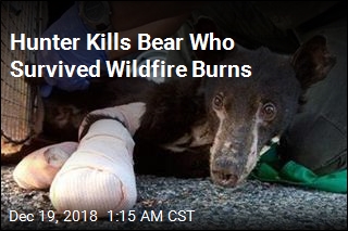 Hunter Kills Bear Who Survived Wildfire Burns