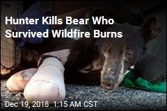 Hunter Kills Bear Who Survived Wildfire Burns
