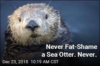 Aquarium Very Sorry for Fat-Shaming Sea Otter