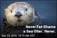 Aquarium Very Sorry for Fat-Shaming Sea Otter