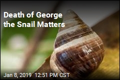 Last Snail of Its Kind Dies in Hawaii