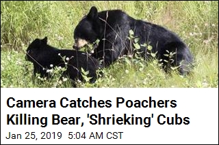 Father, Son Sentenced for &#39;Egregious&#39; Bear Cub Poaching