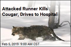 pictures of the cat thst attacked the runner