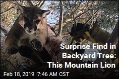 Surprise Find in Backyard Tree: This Mountain Lion