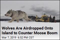 Wolves Are Airdropped Onto Island to Counter Moose Boom