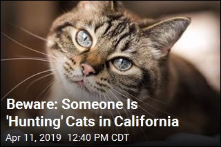 Beware: Someone Is &#39;Hunting&#39; Cats in California