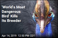 &#39;World Most Dangerous Bird&#39; Kills Its Breeder