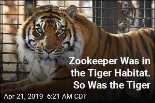Sumatran Tiger Attacks Zookeeper