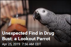 Unexpected Find in Drug Bust: a Lookout Parrot