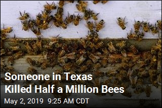 Arsonist Kills Half a Million Bees