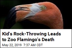 Kid&#39;s Rock-Throwing Leads to Zoo Flamingo&#39;s Death