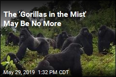 The &#39;Gorillas in the Mist&#39; May Be No More