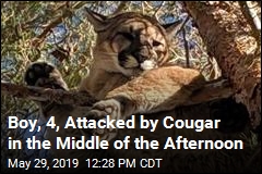 Dad Saves 4-Year-Old Attacked by Cougar