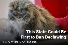 NY Set to Become First State to Ban Declawing
