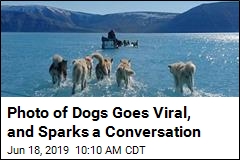 The Dogs Seem to Be Walking on Water. They Aren&#39;t