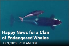 Happy News for Endangered Whales: a Baby Girl
