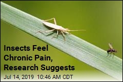 Insects Feel Chronic Pain After Injury: Research