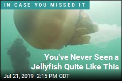 You&#39;ve Never Seen a Jellyfish Quite Like This