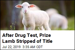 Prize Lamb Tests Positive for Performance-Enhancing Drug