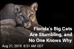 There&#39;s a Problem With Florida&#39;s Big Cats