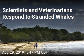 Scientists and Veterinarians Respond to Stranded Whales