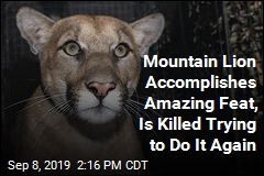 Mountain Lion Accomplishes Amazing Feat, Is Killed Trying to Do It Again