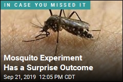 Mosquito Experiment Has a Surprise Outcome
