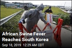 African Swine Fever Reaches South Korea